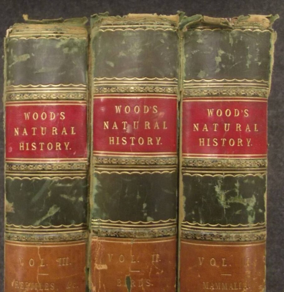 The Illustrated Natural History (3 Volume) J. G. Wood