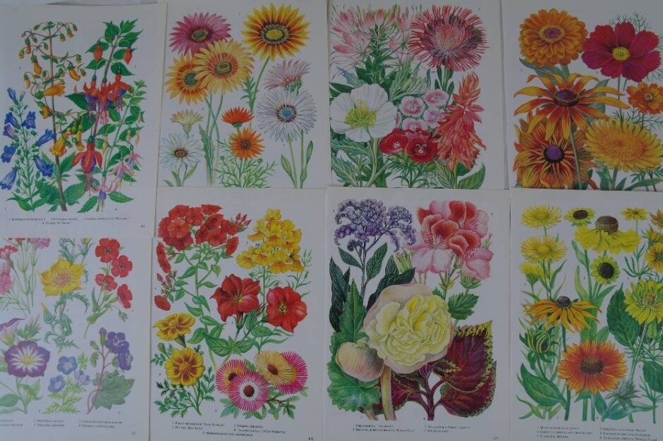 Craft Pack - Garden Flowers