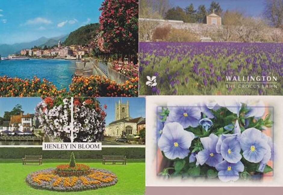 Flowers - 20 Postcards & 11 Small Photos Alpine Flowers