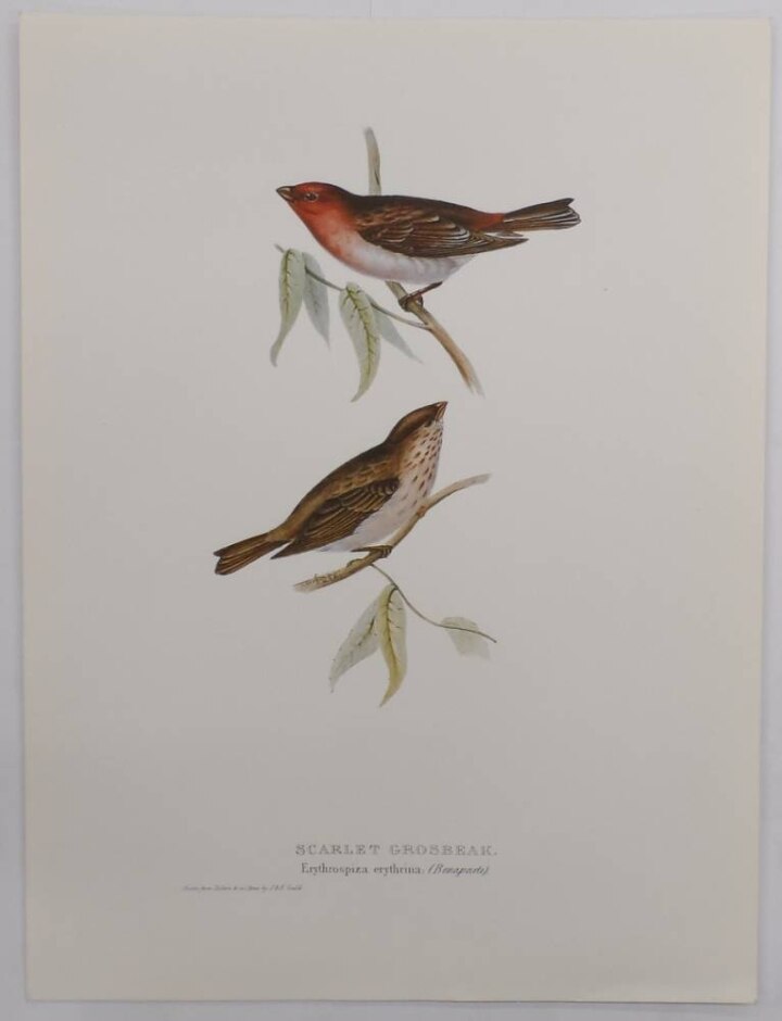 Three Colour Prints Of Birds Drawn By John & Elizabeth Gould