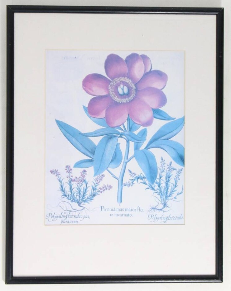 Basilius Besler Framed  Print - Paeonia Mas Maior Flo Re Incarnato