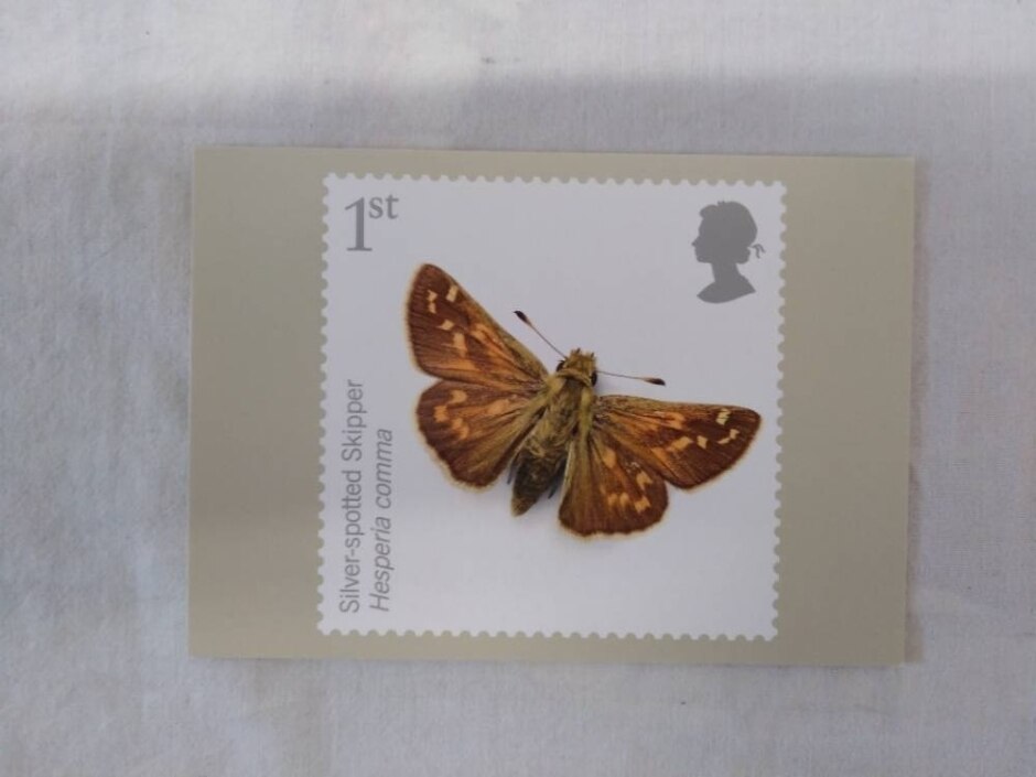 Insects Postcards