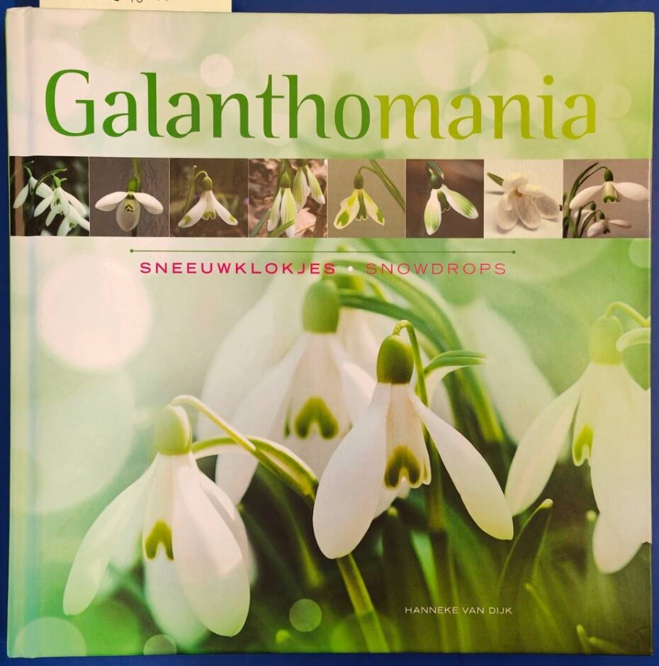 Galanthomania
