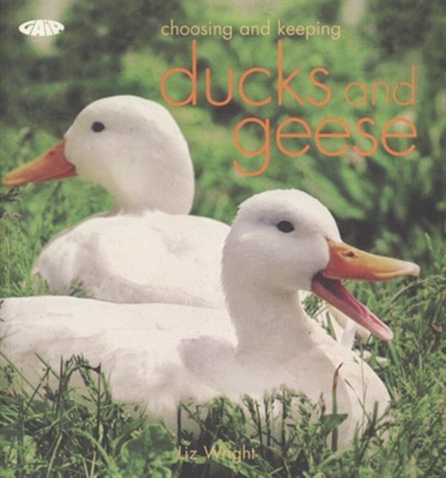 Choosing And Keeping Ducks And Geese