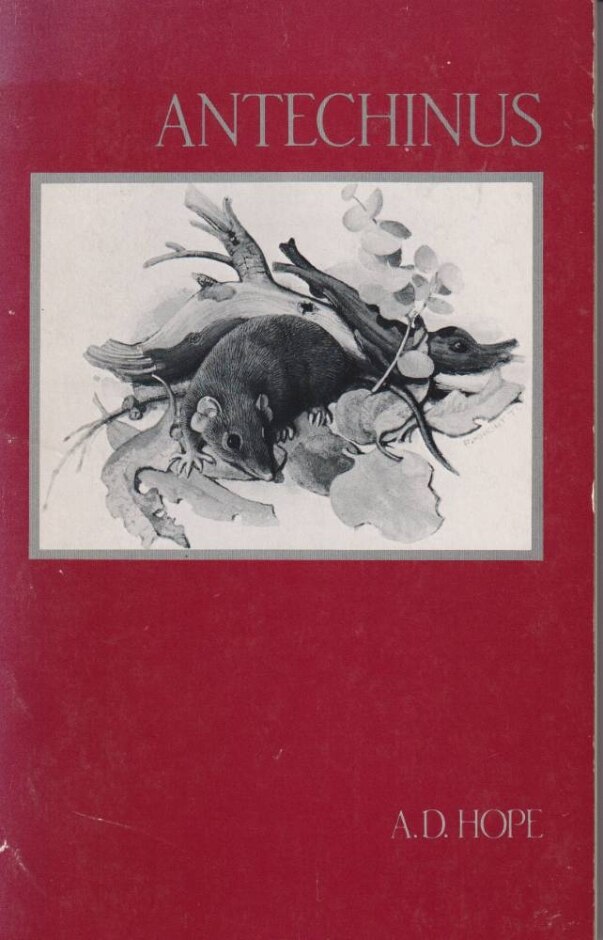 Antechinus