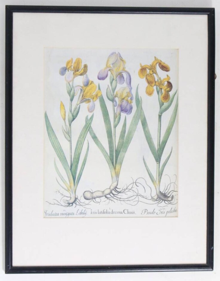 Basilius Besler Framed  Print - Iris Latifolia Decima Clusii