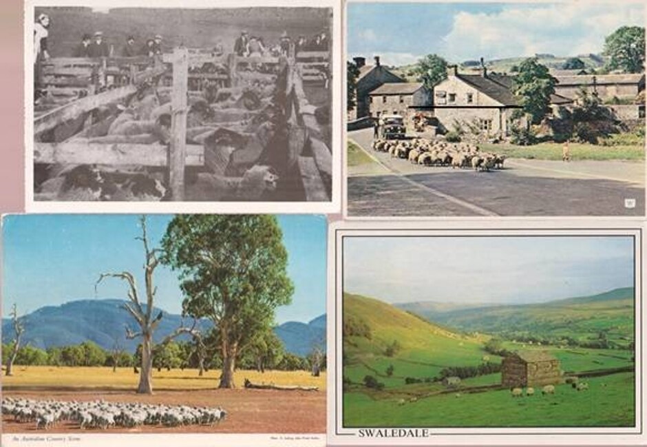 Sheep - 18 Postcards And 1 Card